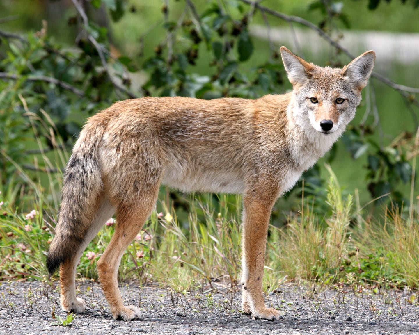 Coyote in Alaska Coyote in Alaska Coyote