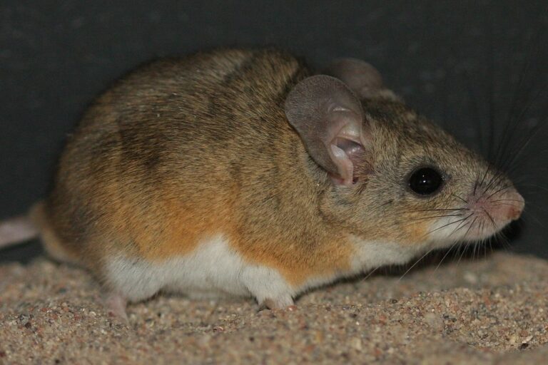 Cactus Deermouse (Peromyscus eremicus) Cactus Deermouse (Peromyscus eremicus) Cactus Mouse