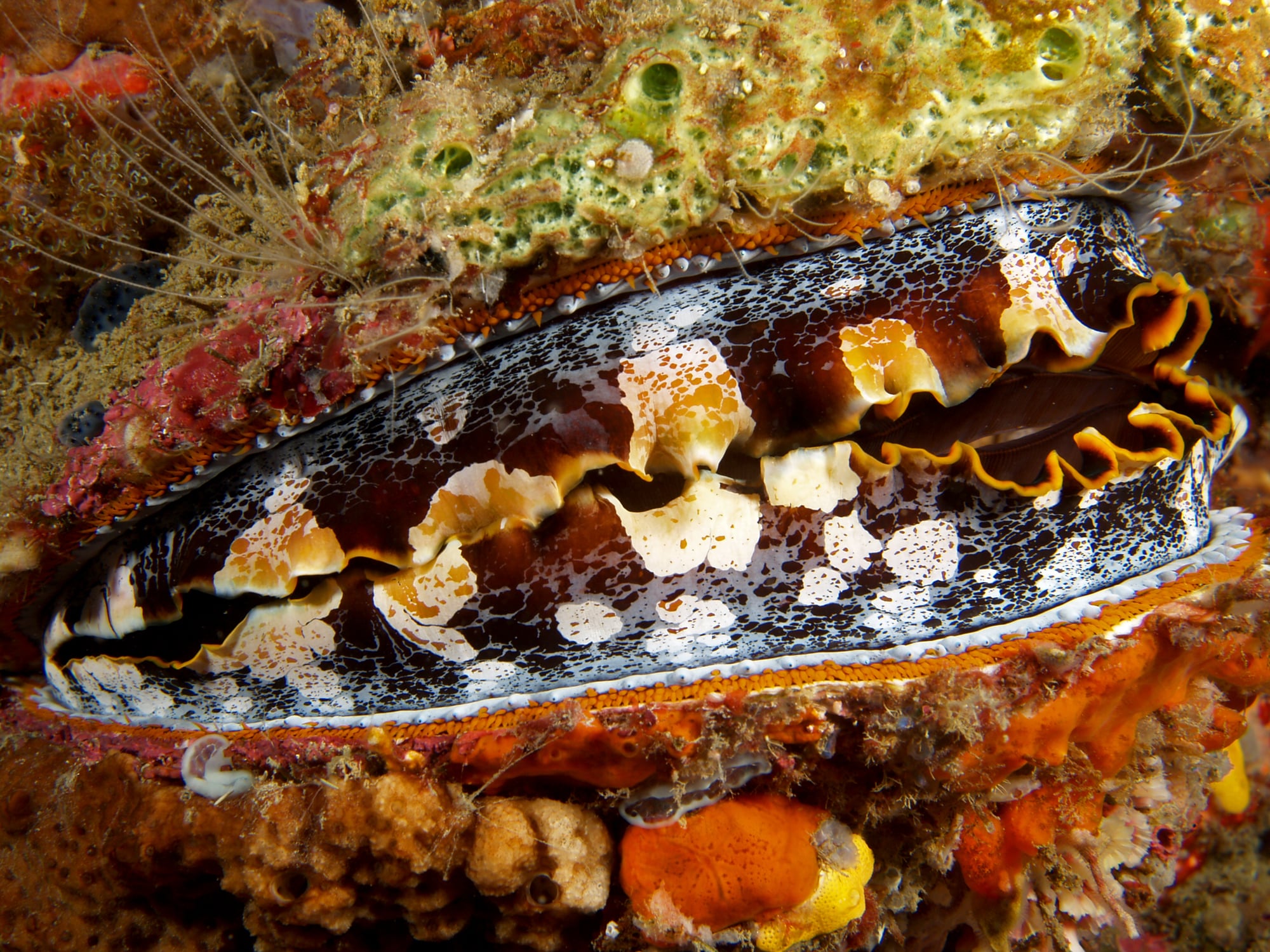 File:Spondylus varians (Thorny oyster) black and yellow.jpg File:Spondylus varians (Thorny oyster) black and yellow.jpg
