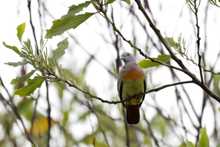 File:Pink-necked green pigeon (Treron vernans) 01.jpg