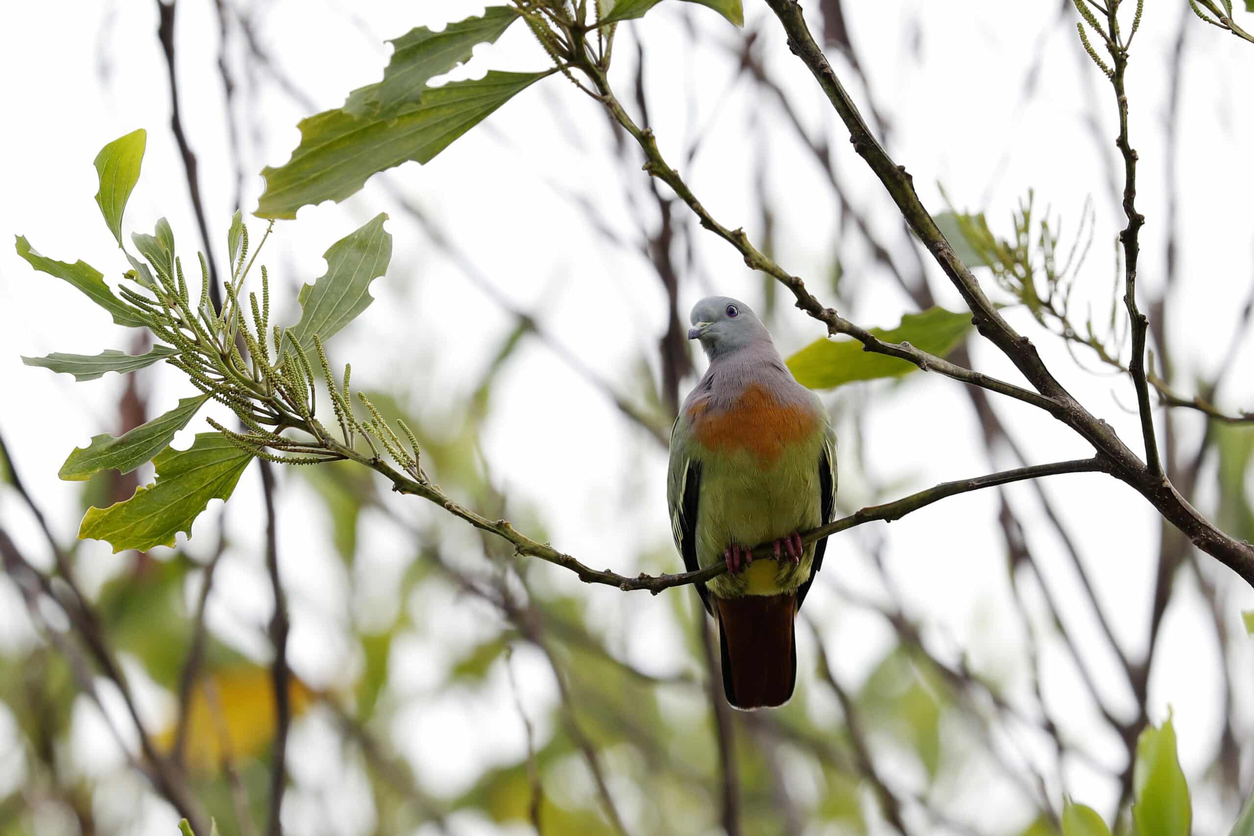 File:Pink-necked green pigeon (Treron vernans) 01.jpg