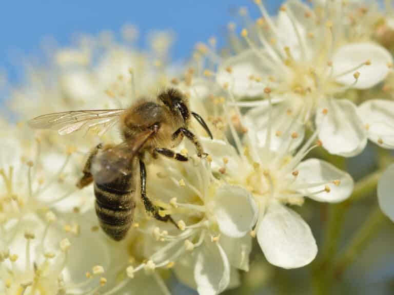 Apis mellifera – Sorbus intermedia – Keila