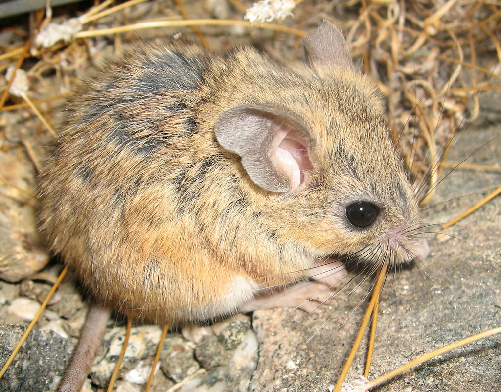 Peromyscus eremicus Peromyscus eremicus