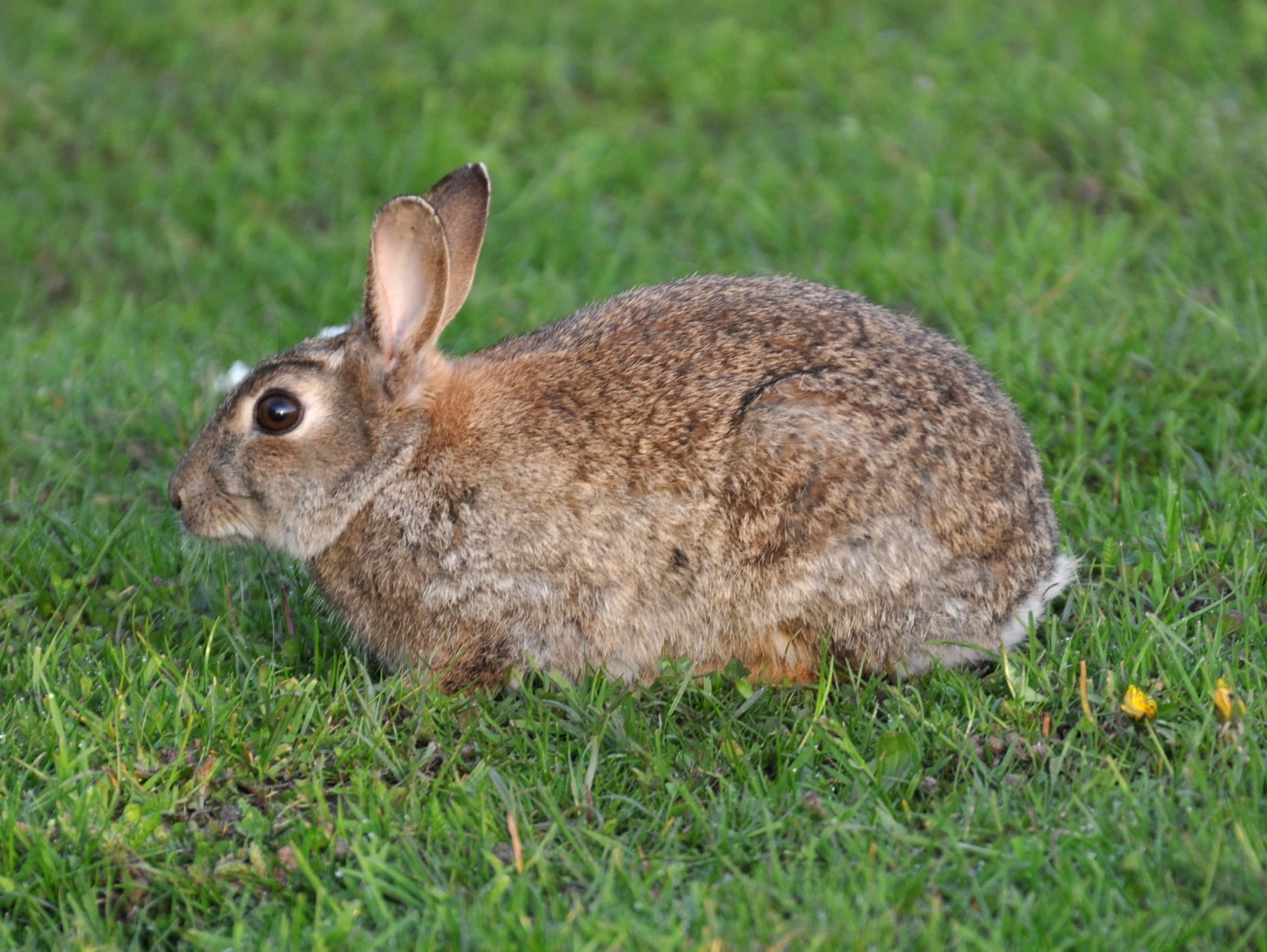 Oryctolagus cuniculus 1a
