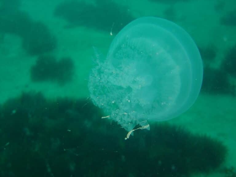 Root-mouthed jellyfish at Long Beach DSC00505 Root-mouthed jellyfish at Long Beach DSC00505