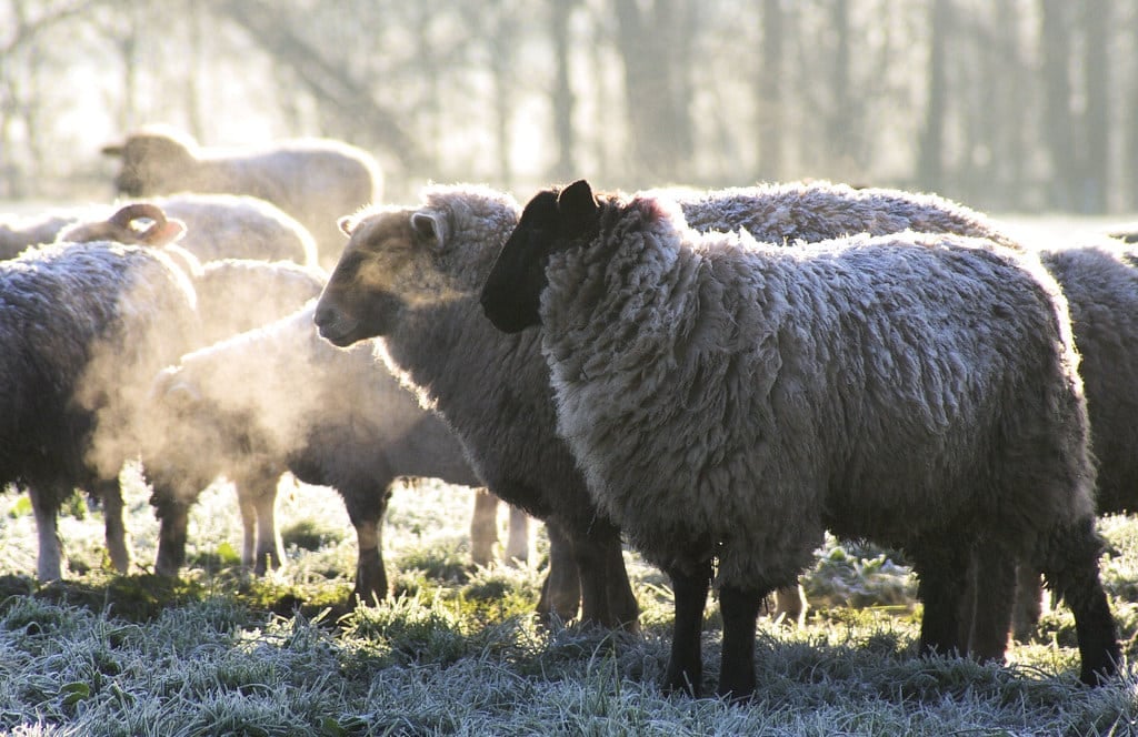 sheep