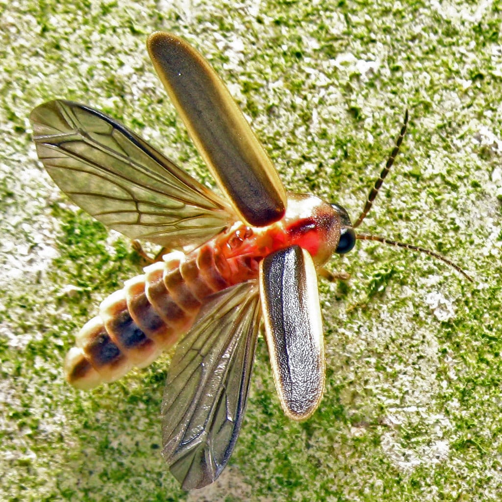 firefly 3808 firefly 3808