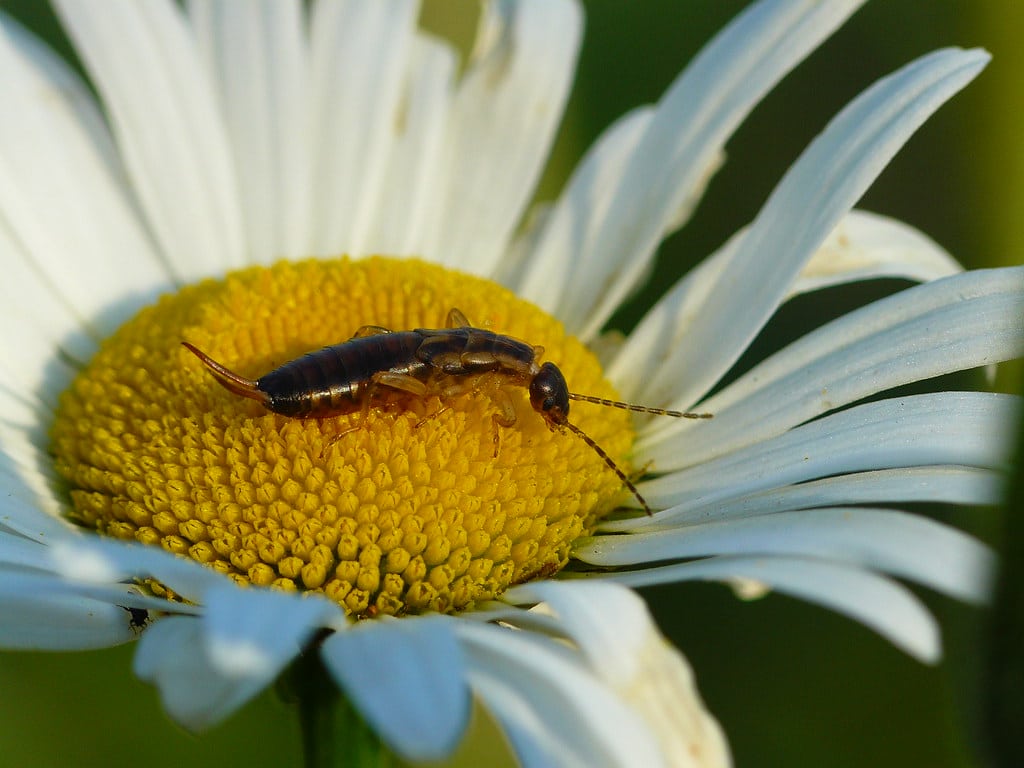 European Earwig (Forficula auricularia) European Earwig (Forficula auricularia)