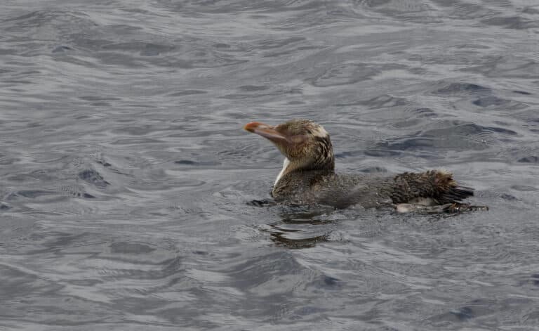 Yellow-eyed Penguin (Megadyptes antipodes) – Flickr – Gregory ‘Slobirdr’ Smith
