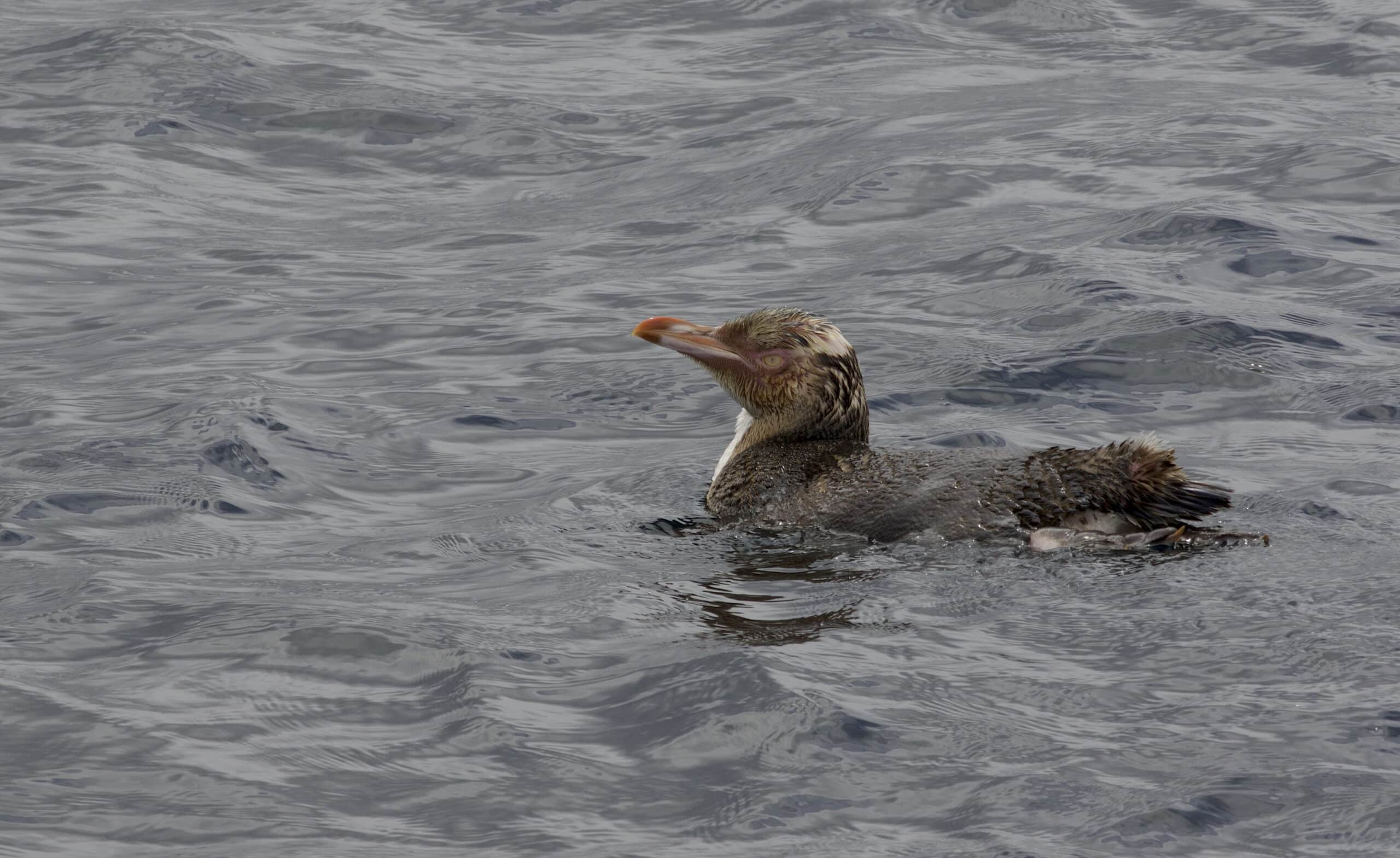 Yellow-eyed Penguin (Megadyptes antipodes) – Flickr – Gregory ‘Slobirdr’ Smith