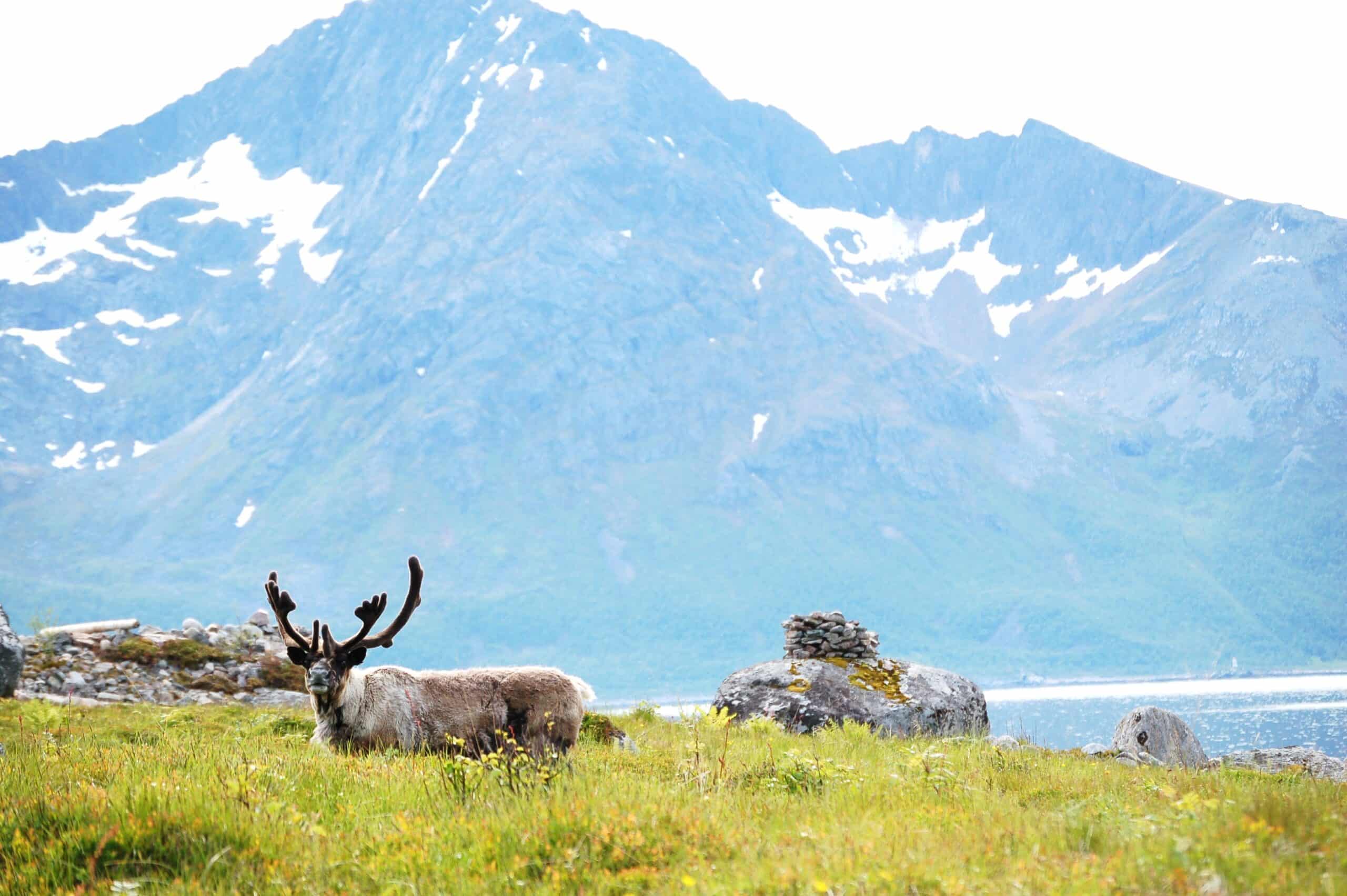 Reindeer in Norway -Rekvika -Troms – Norway Reindeer in Norway -Rekvika -Troms – Norway
