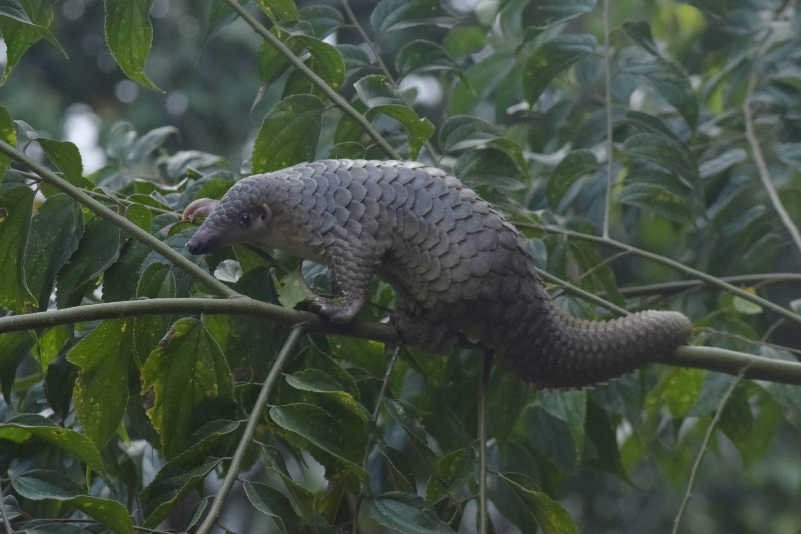 Trenggiling Sunda Sunda Pangolin Manis javanica