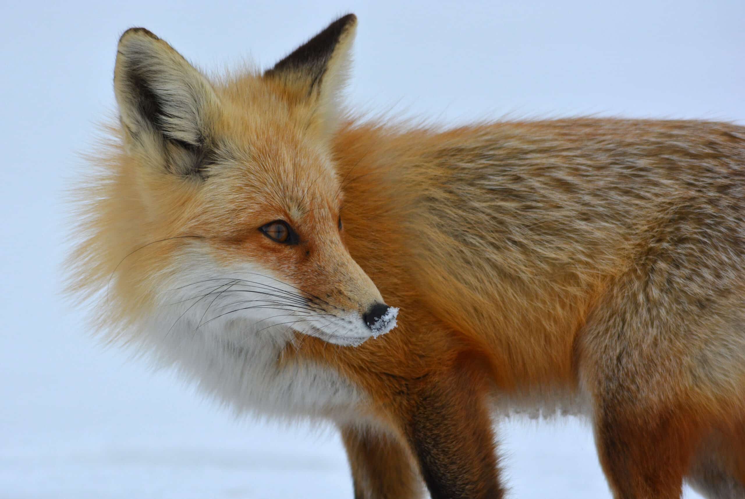 Red Fox