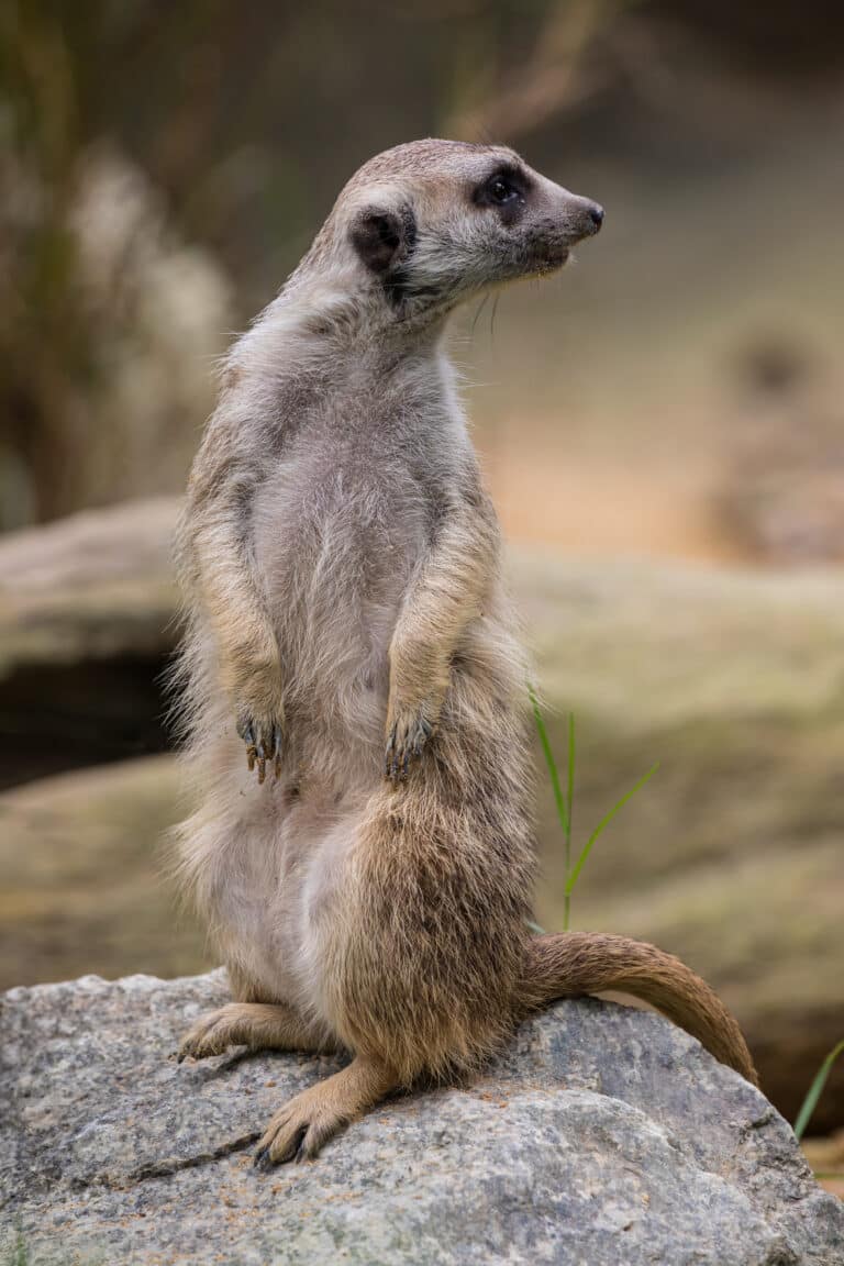 File:Standing meerkat looking behind.jpg