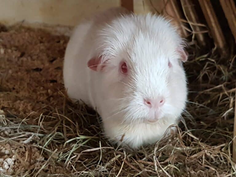 Cavia porcellus – argente white