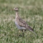 Upland Sandpiper