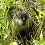 Lemming