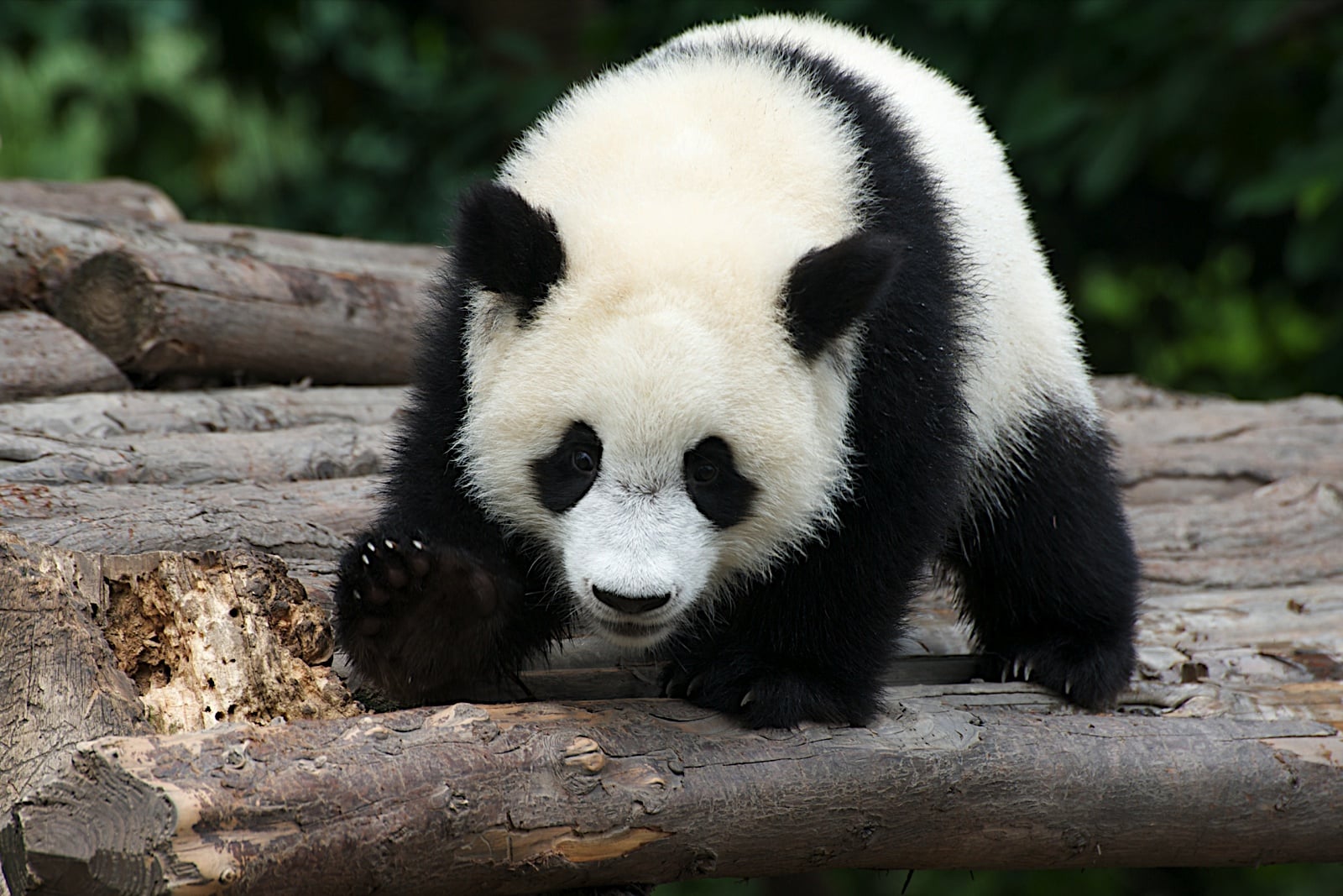 Ailuropoda melanoleuca in captivity (4204834074)