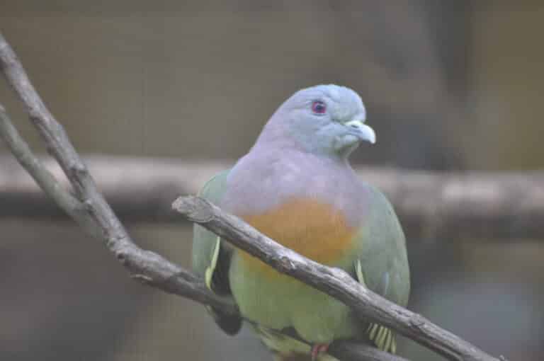 Pink-Necked Green Pigeon (male) (12340771604)
