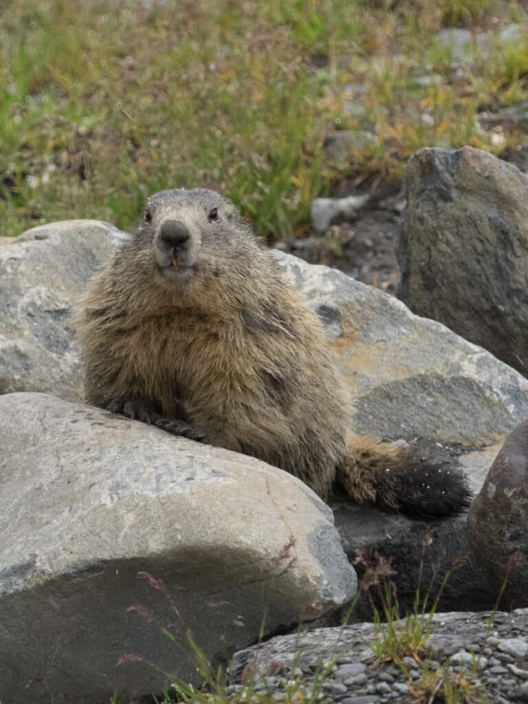 Alpine Marmot portrait Alpine Marmot portrait