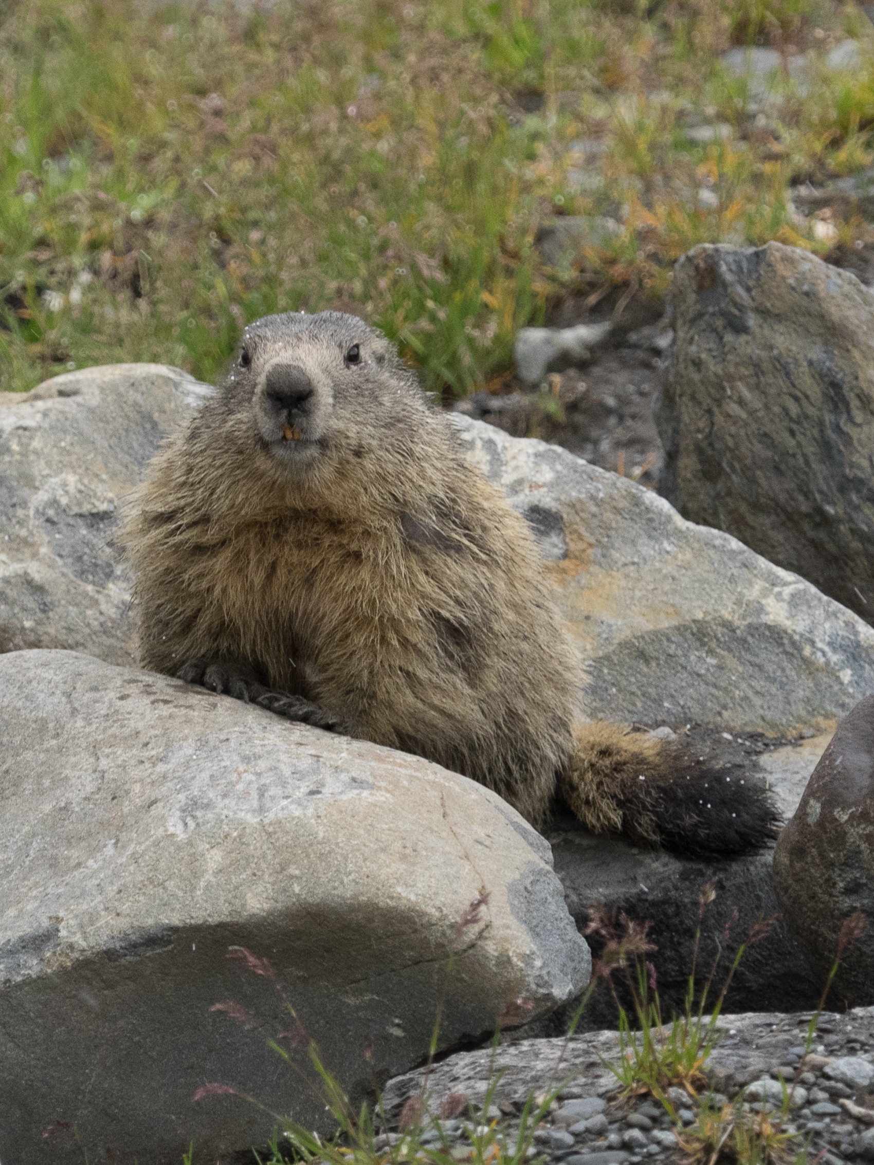 Alpine Marmot portrait Alpine Marmot portrait