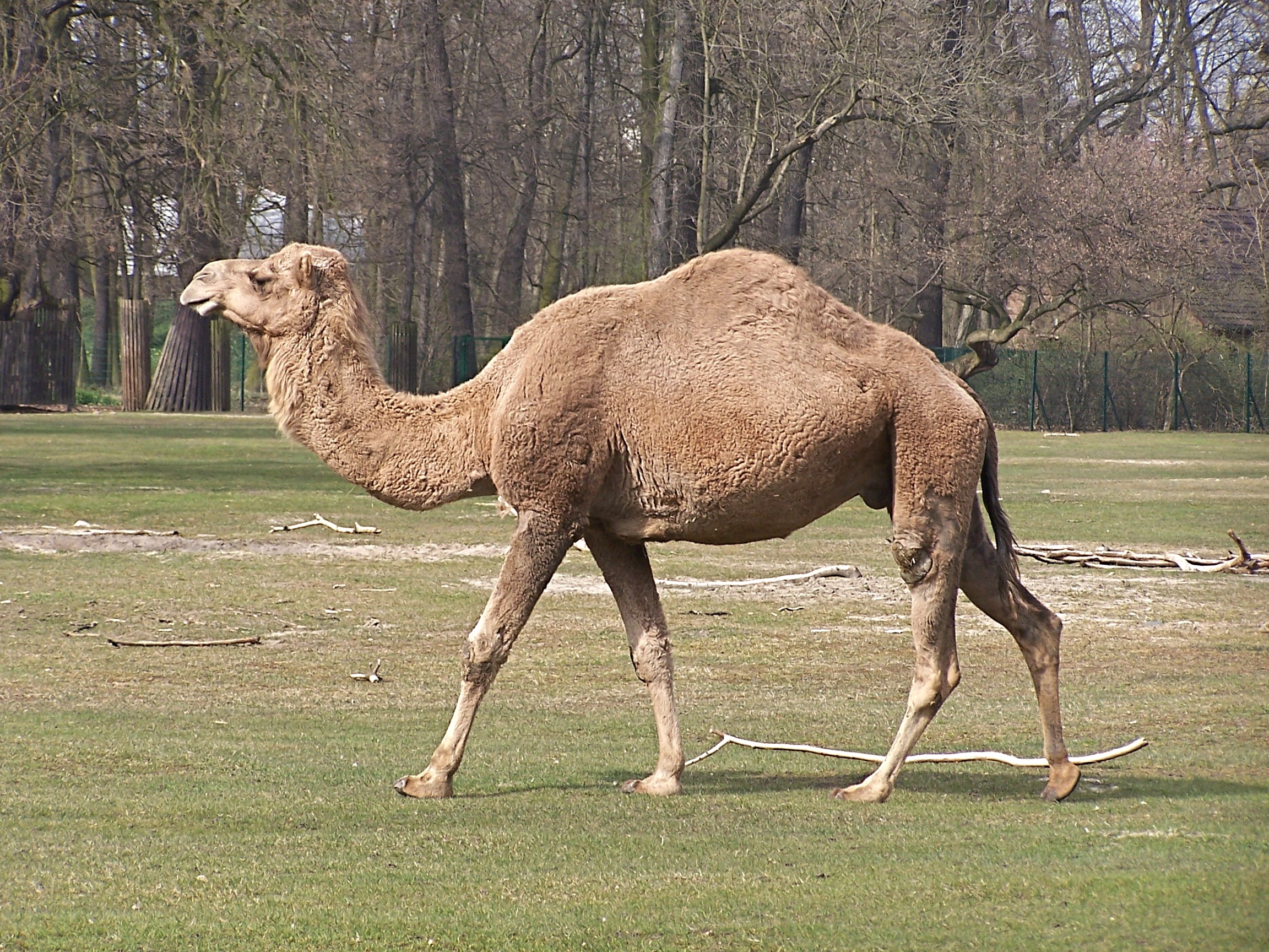 Camelus dromedarius at Tierpark Berlin (1)