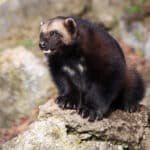 Vielfraß (Gulo gulo) Zoo Salzburg 2014 f