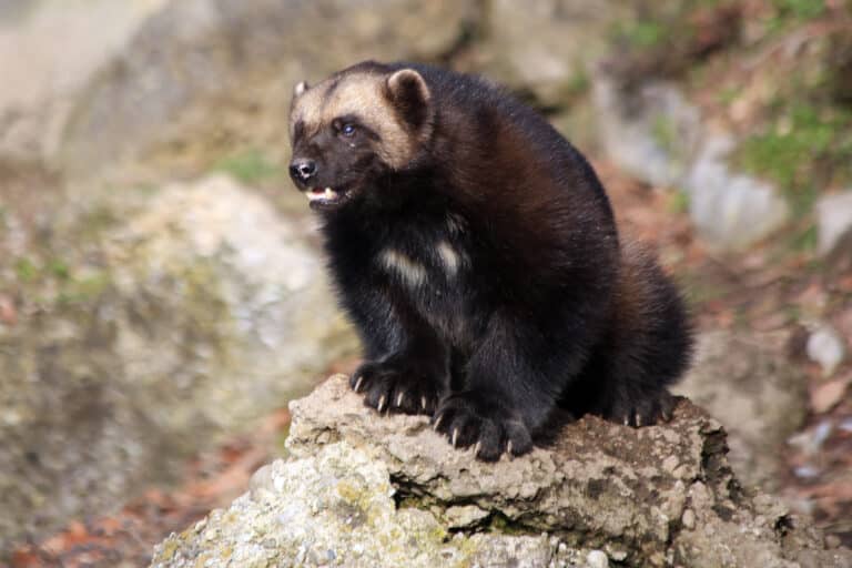 Vielfraß (Gulo gulo) Zoo Salzburg 2014 f Vielfraß (Gulo gulo) Zoo Salzburg 2014 f Wolverine
