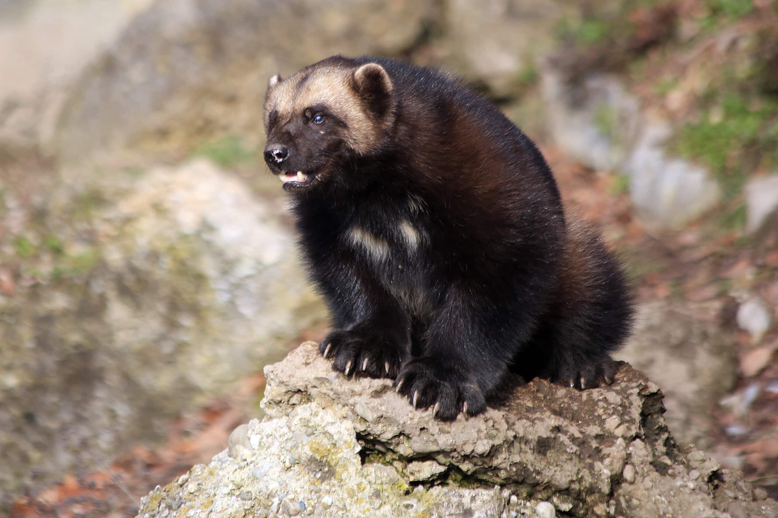 Vielfraß (Gulo gulo) Zoo Salzburg 2014 f Vielfraß (Gulo gulo) Zoo Salzburg 2014 f Wolverine