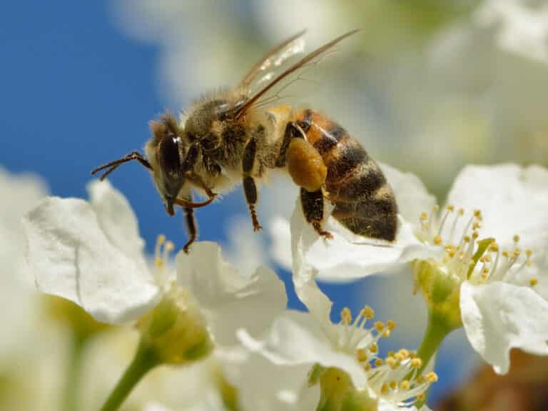 Apis mellifera – Prunus padus – Keila