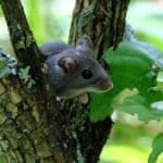 Deer Mouse