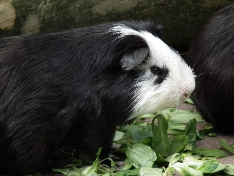 Cavia porcellus mit Feldsalat