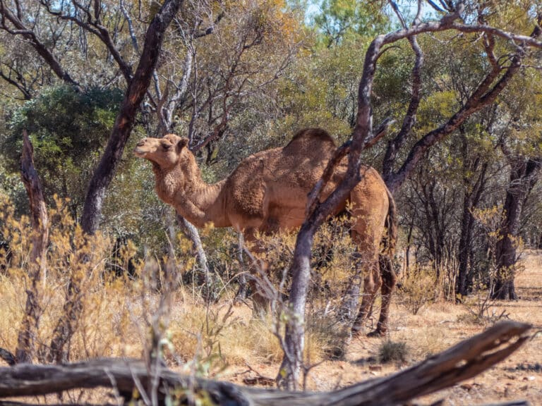 Dromedary Camelus dromedarius Diamantina Developmental Road Boulia Shire Central Western Queensland P1080997