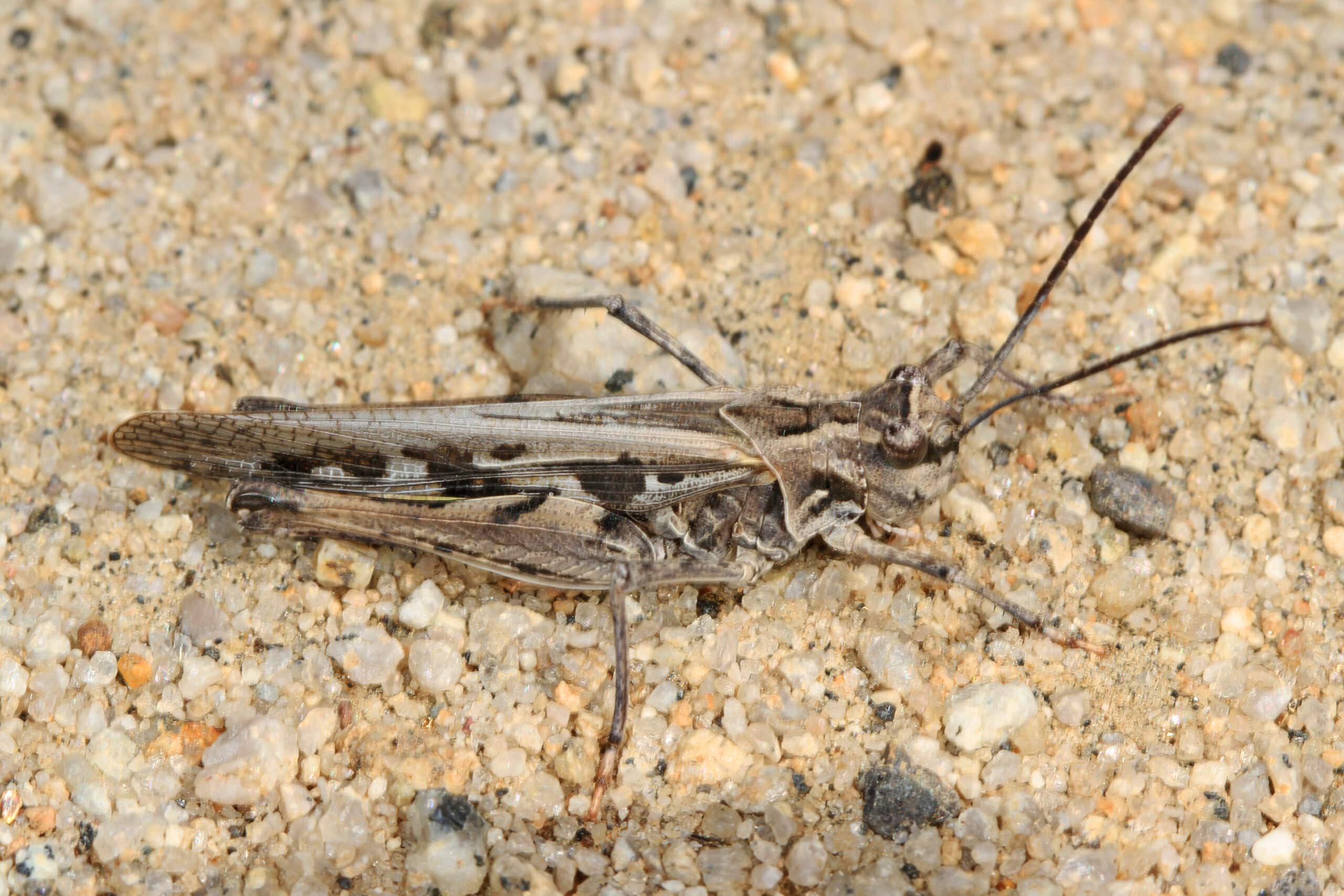 File:Band-winged Grasshopper – Metator nevadensis, Calpine, California.jpg