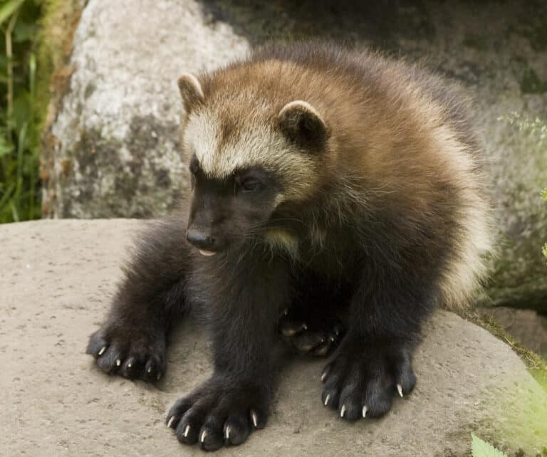 File:Gulo gulo gulo juvenile.jpg File:Gulo gulo gulo juvenile.jpg