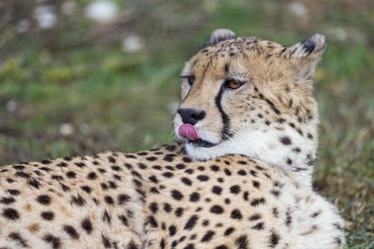 Lying cheetah licking his nose Lying cheetah licking his nose