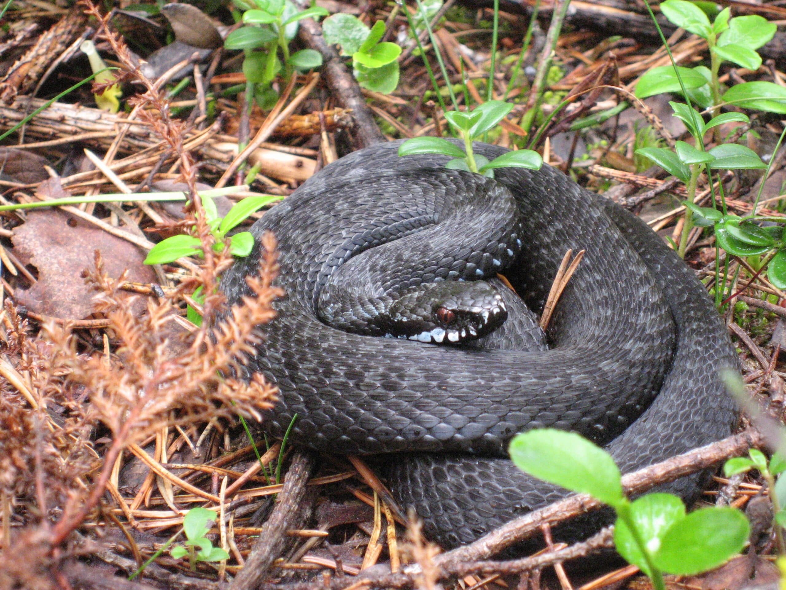 Färnebofjärden Vipera berus Färnebofjärden Vipera berus