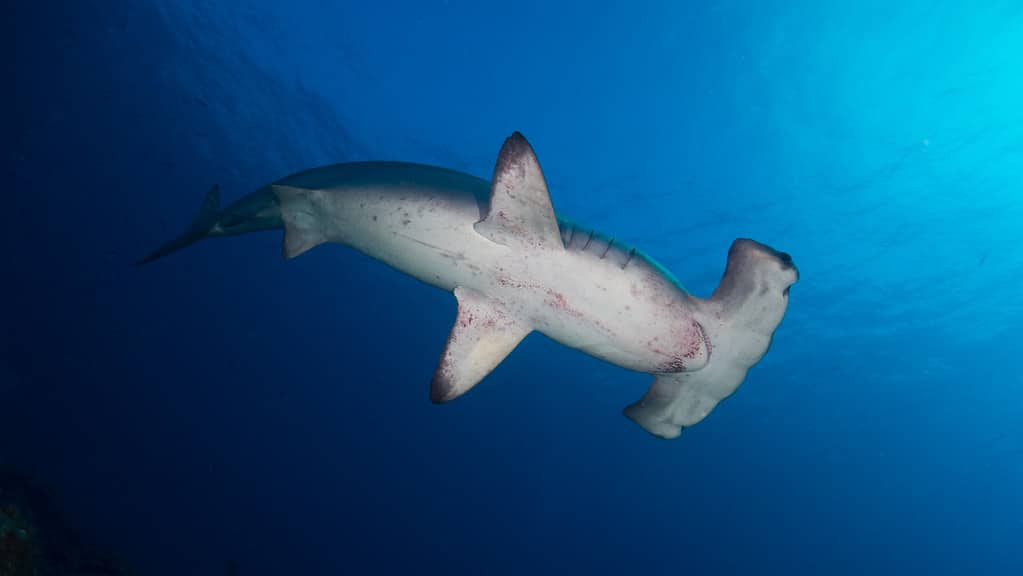 Scalloped Hammerhead Shark (Sphyrna lewini) Scalloped Hammerhead Shark (Sphyrna lewini)