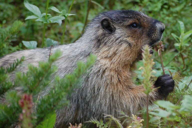 RK 0808 273 Marmota monax RK 0808 273 Marmota monax