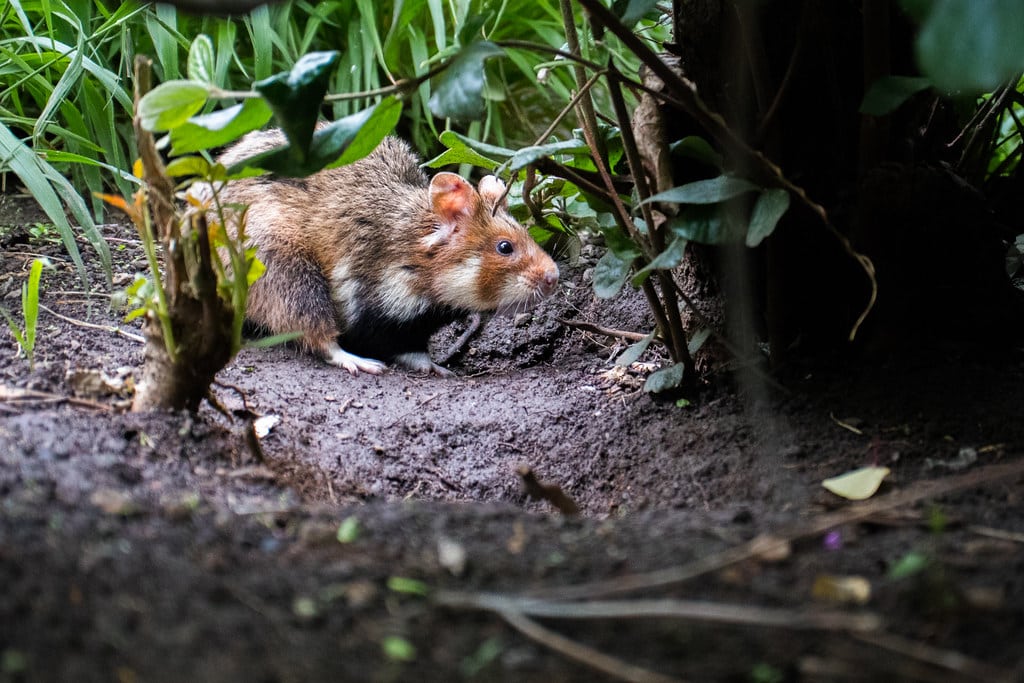 European hamster at a city park