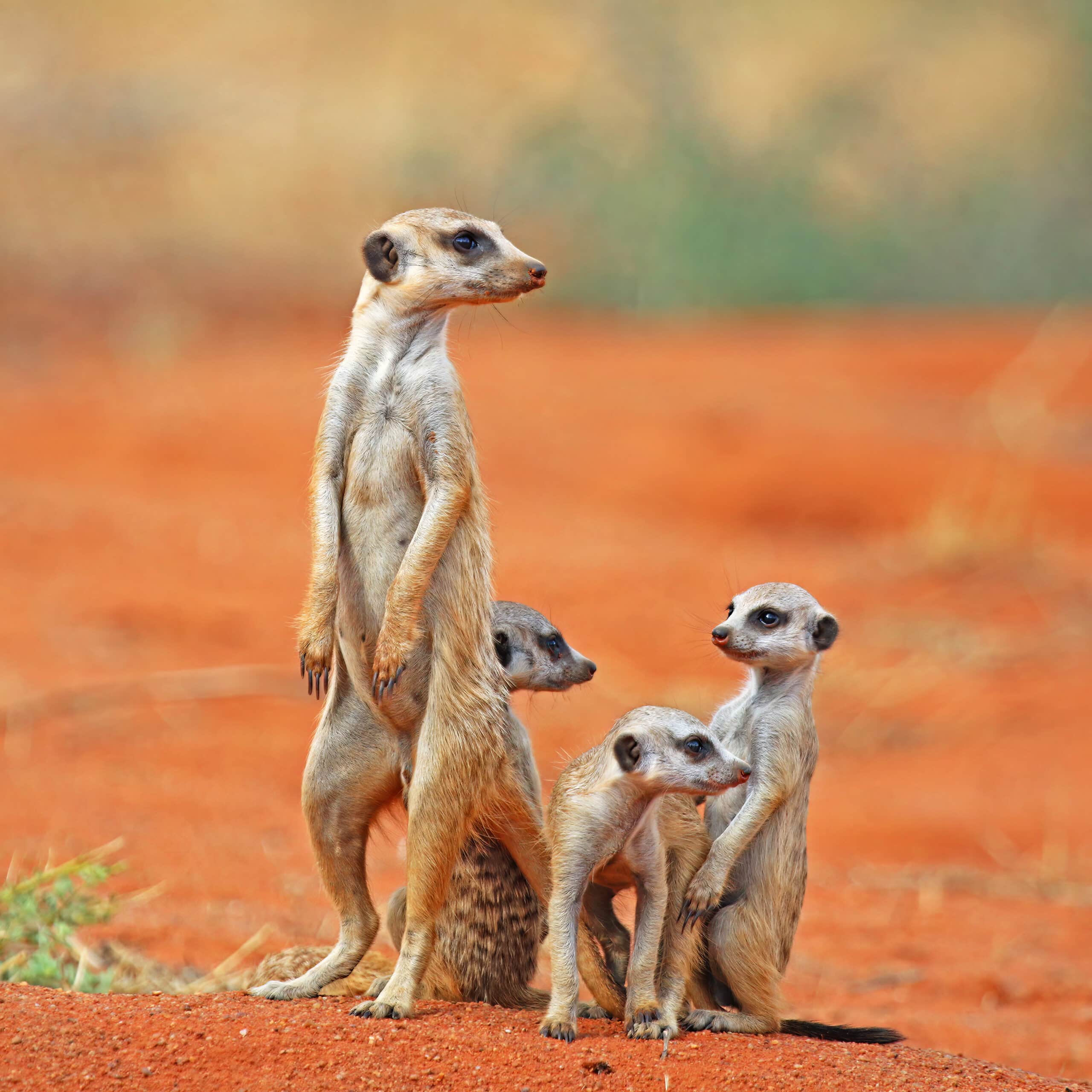 Meerkat (Suricata suricatta) with 3 young