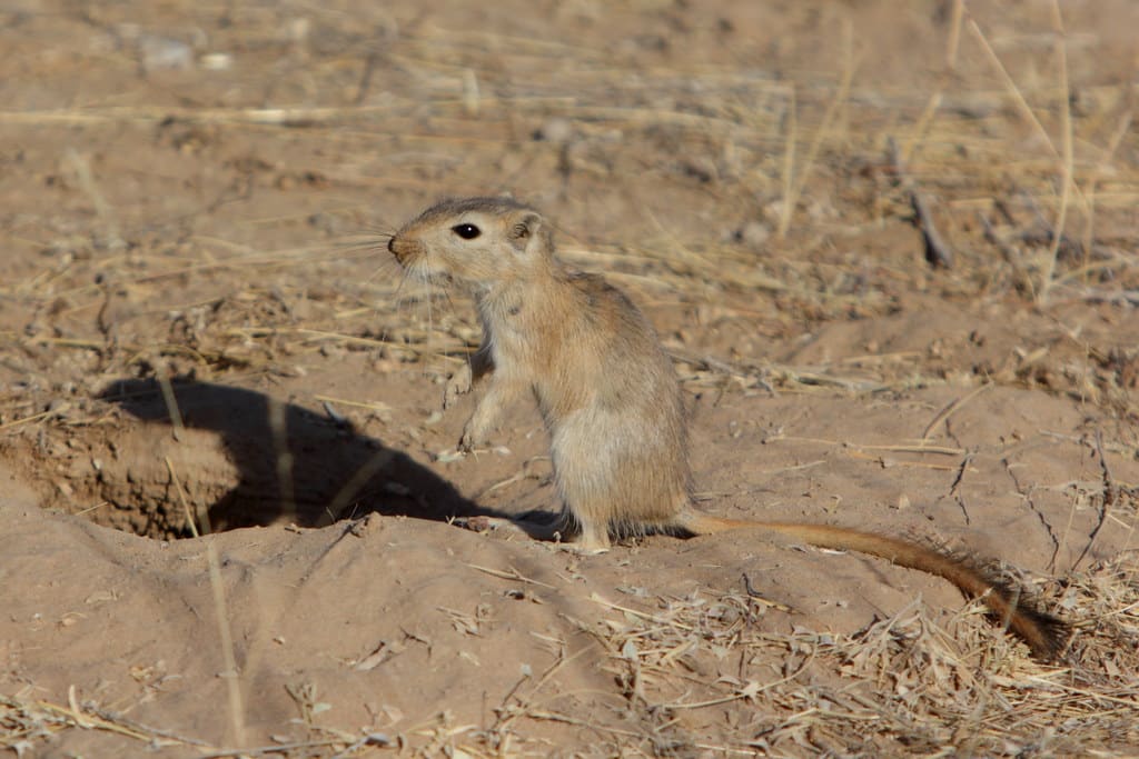 Great gerbil’s photo for ID