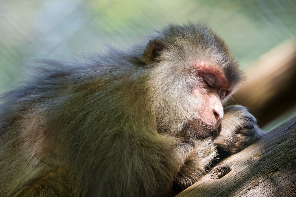 Sleeping macaque Sleeping macaque