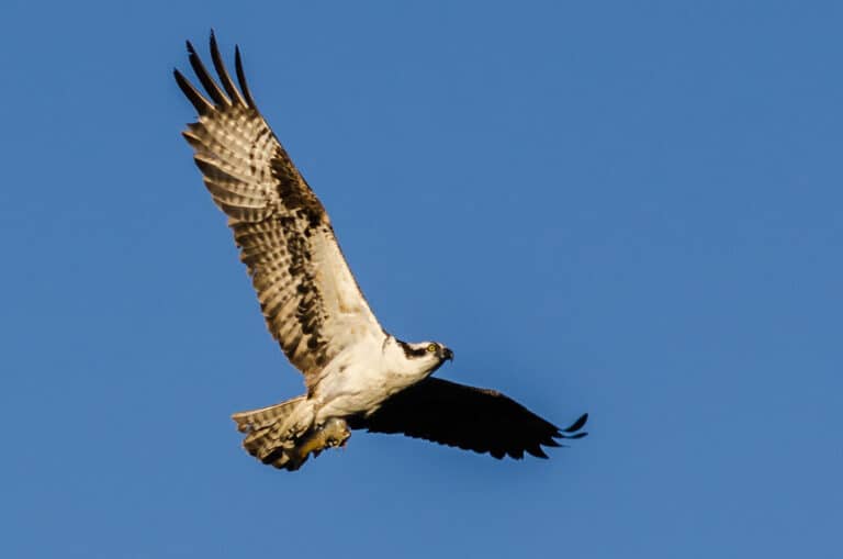 Osprey (Pandion haliaetus) Osprey (Pandion haliaetus)