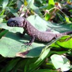 Lepidophyma tuxtlae