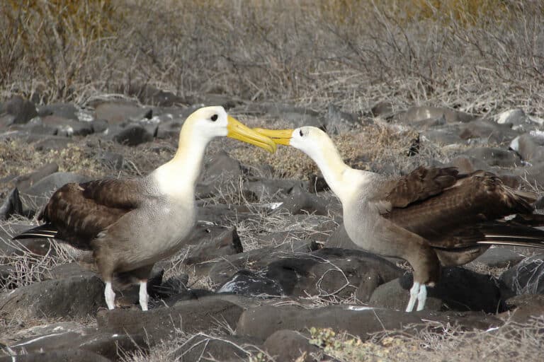 Waved albatross courtship Waved albatross courtship