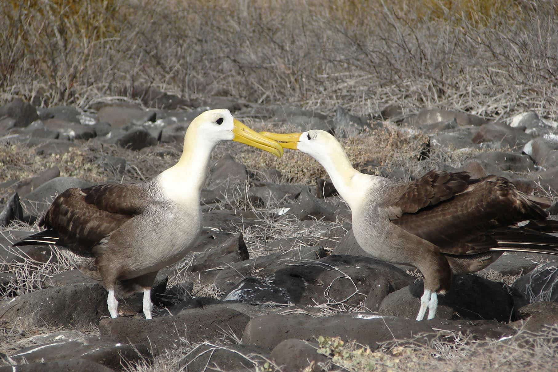 Waved albatross courtship Waved albatross courtship