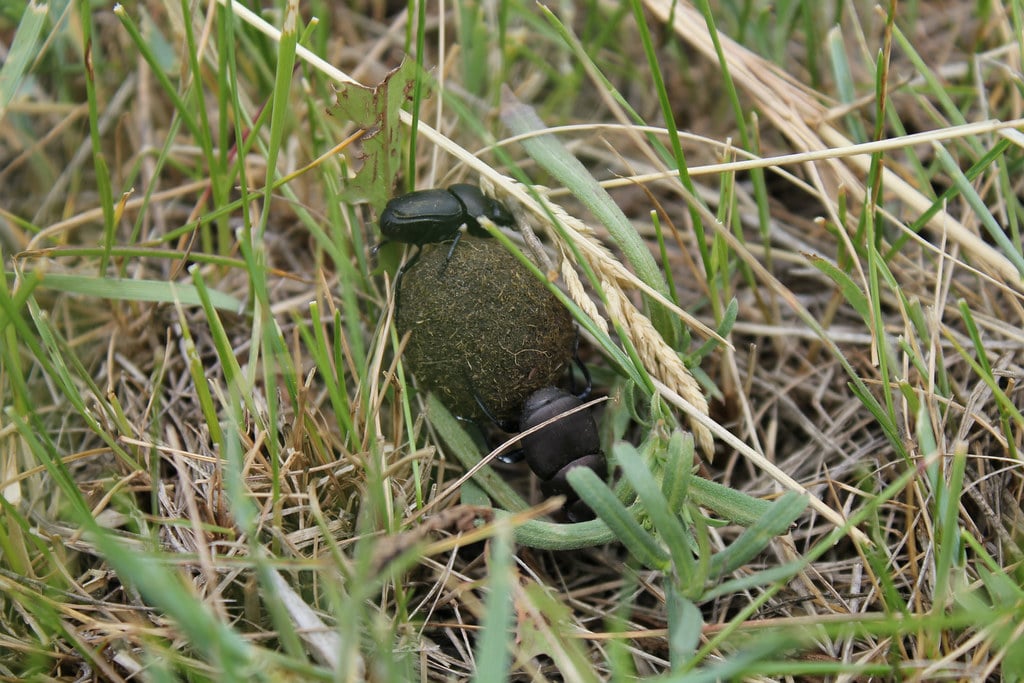 Dung Beetles on War Horse NWR