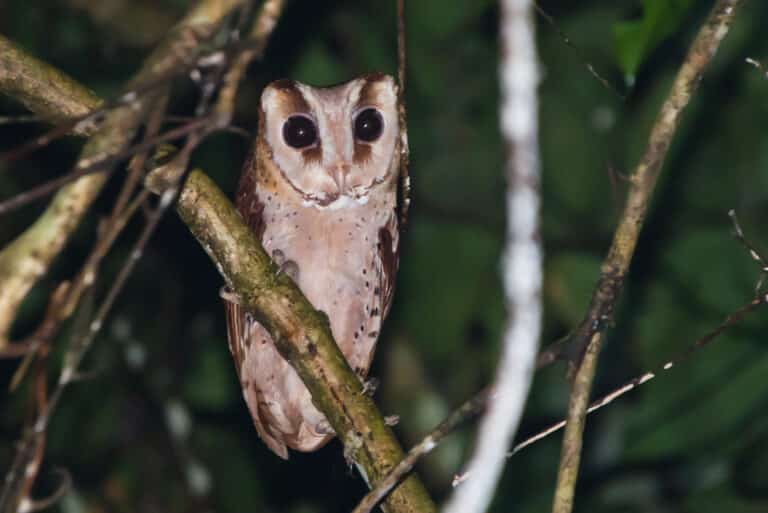 Oriental bay owl, Phodilus badius – Khao Yai National Park Oriental bay owl, Phodilus badius – Khao Yai National Park