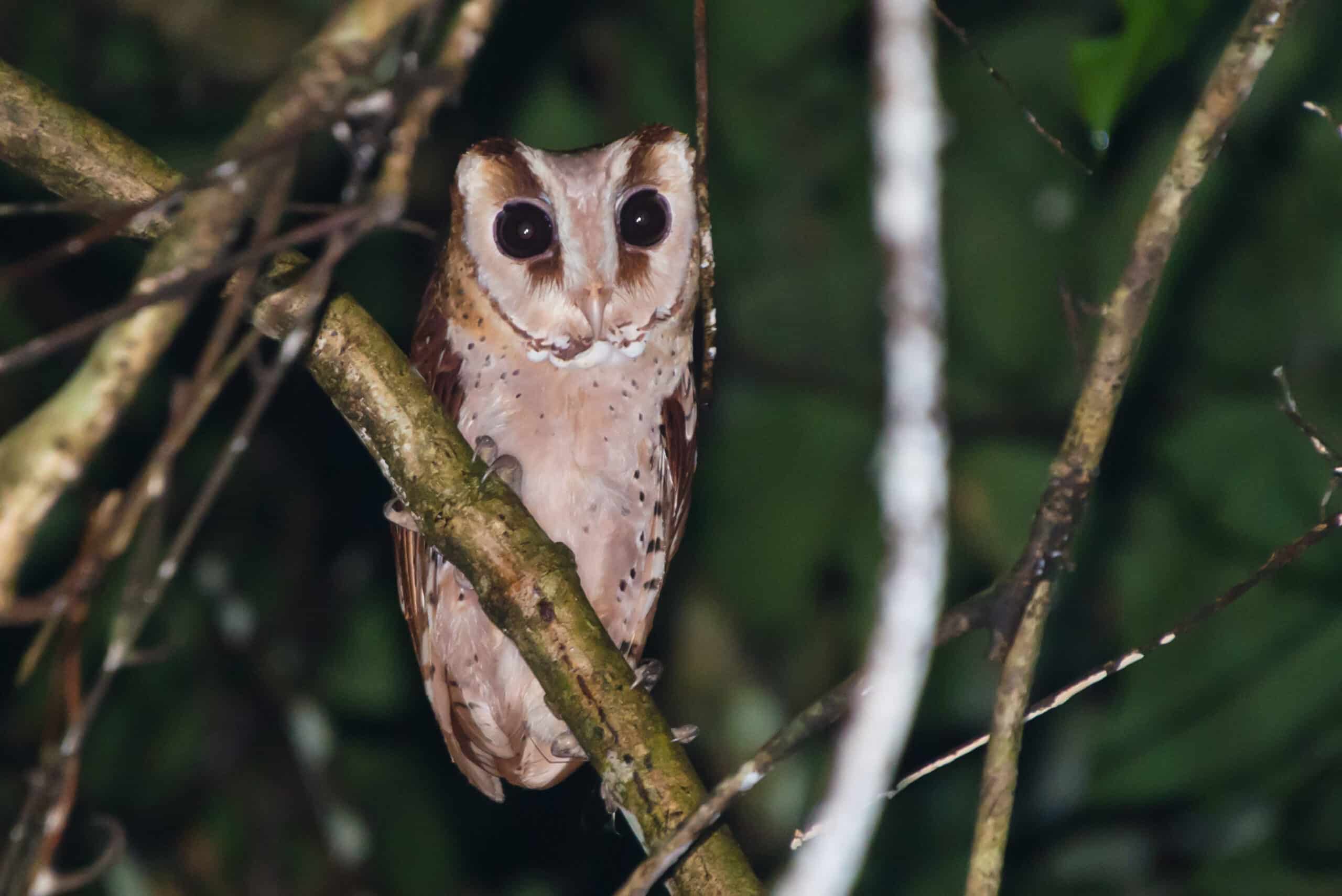 Oriental bay owl, Phodilus badius – Khao Yai National Park Oriental bay owl, Phodilus badius – Khao Yai National Park